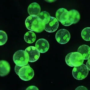 Meet your Posher, Gene